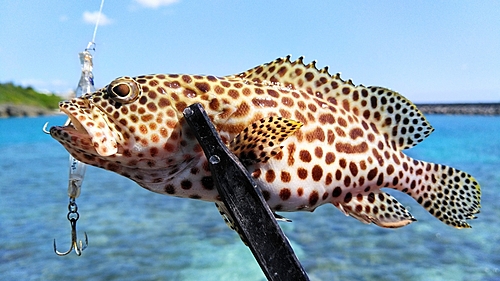 カンモンハタの釣果