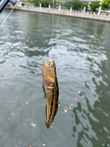 シモフリシマハゼの釣果