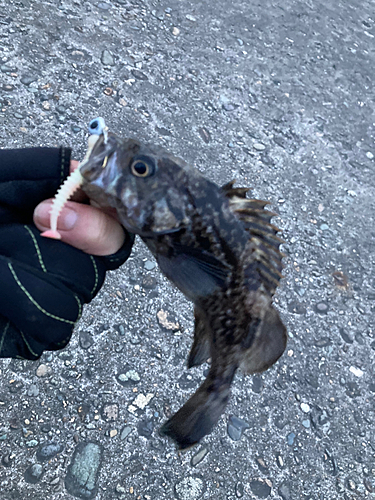 クロソイの釣果