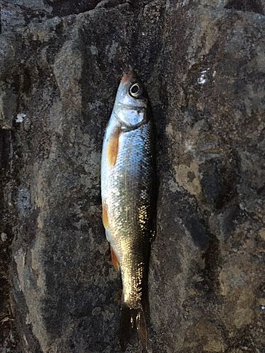ウグイの釣果