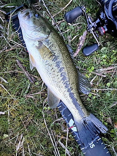 ブラックバスの釣果