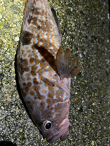 キジハタの釣果