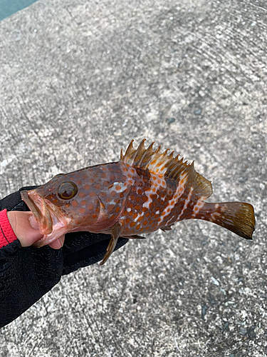 ハタの釣果