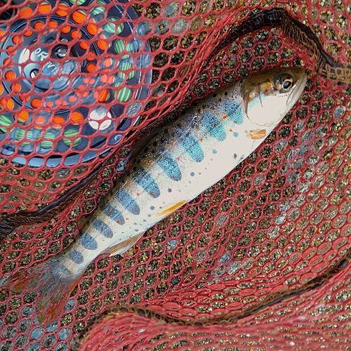 アマゴの釣果