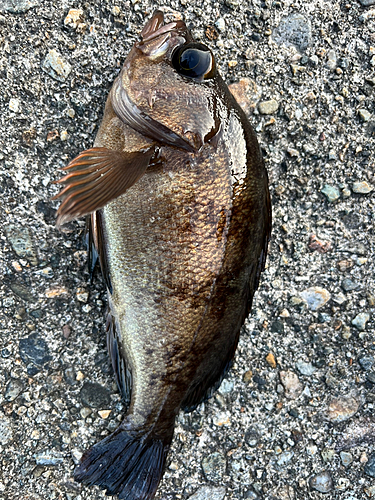 メバルの釣果