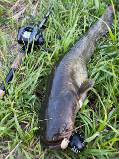 ナマズの釣果