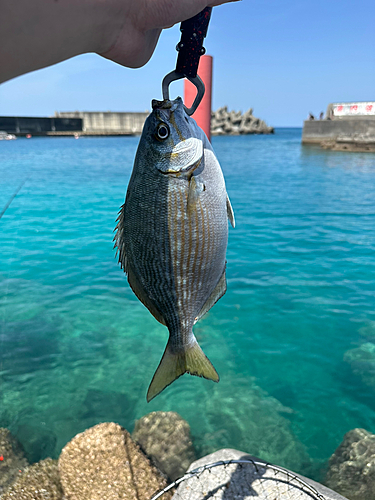 アイゴの釣果