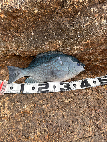 クチブトグレの釣果