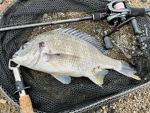 キビレの釣果