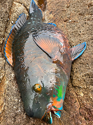 アオブダイの釣果