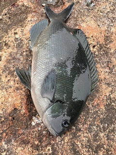 オナガグレの釣果