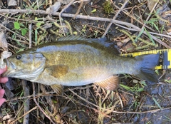 スモールマウスバスの釣果