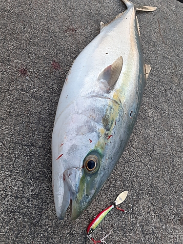 ハマチの釣果