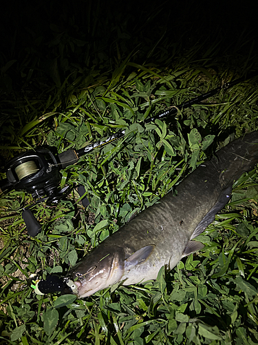 ナマズの釣果