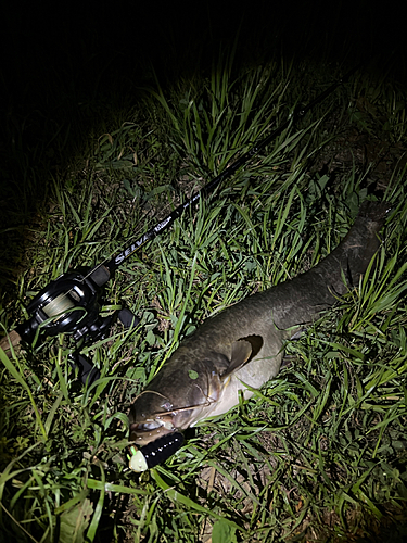 ナマズの釣果