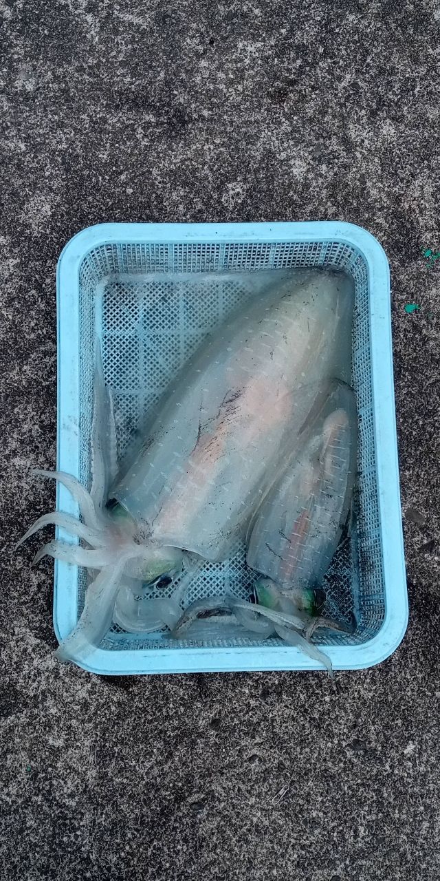 アオリイカハンター　HIROさんの釣果 3枚目の画像