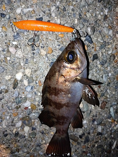 メバルの釣果