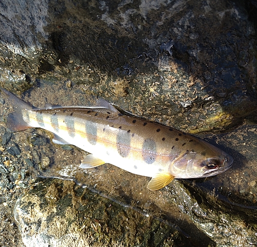 ヤマメの釣果