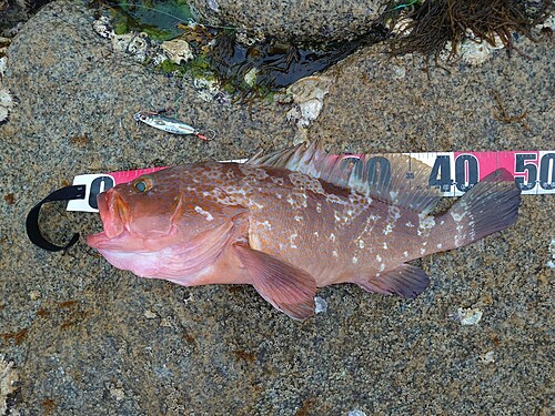 アコウの釣果