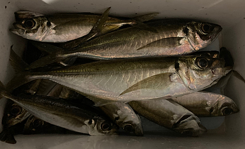 アジの釣果