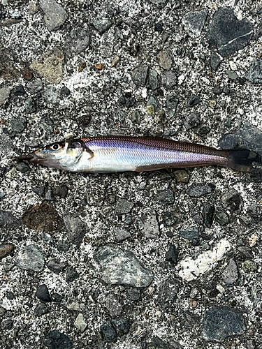 シロギスの釣果