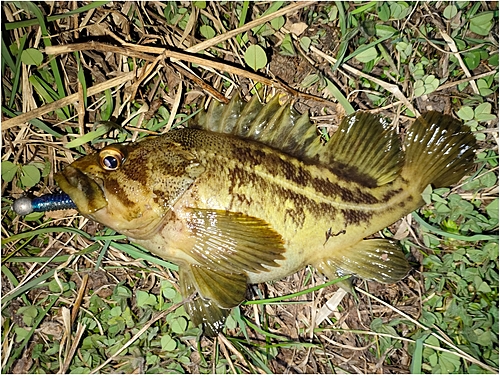 シマゾイの釣果