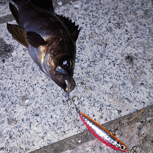 シロメバルの釣果