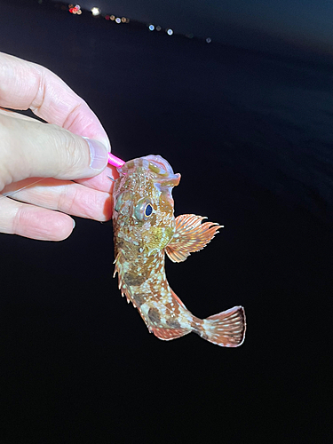 カサゴの釣果