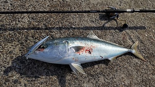 ブリの釣果