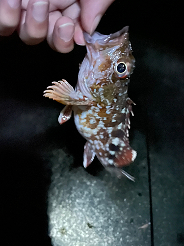 カサゴの釣果