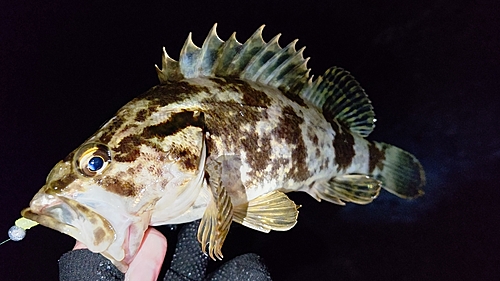 タケノコメバルの釣果