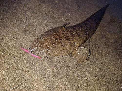 マゴチの釣果