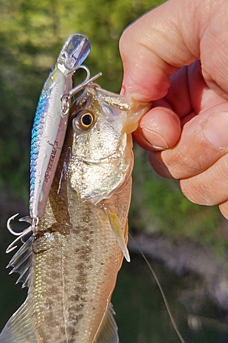 ラージマウスバスの釣果