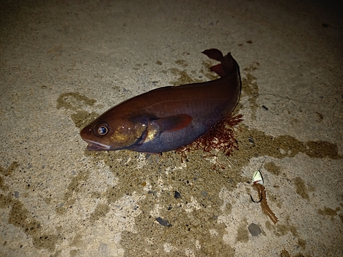 ドンコの釣果