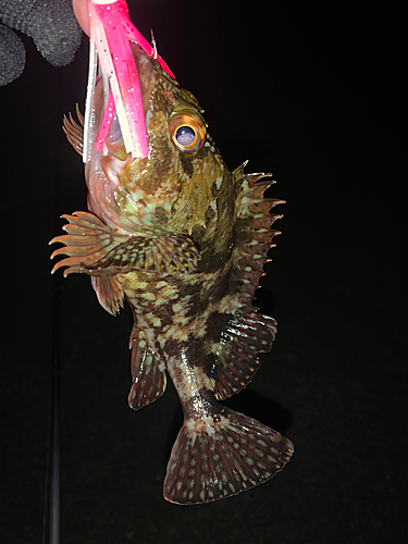 カサゴの釣果