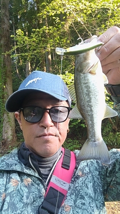 ラージマウスバスの釣果