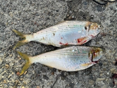 コノシロの釣果