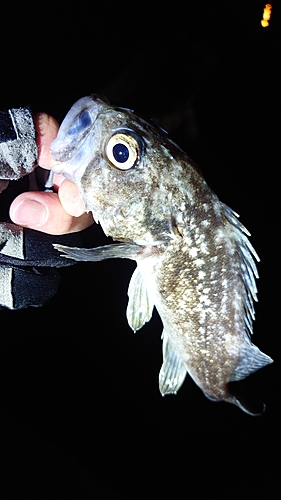 クロソイの釣果