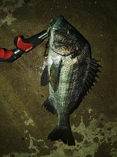 クロダイの釣果