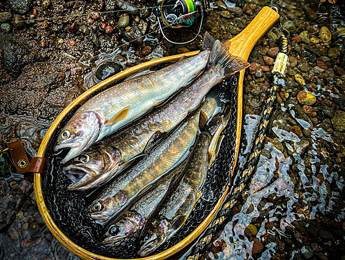 イワナの釣果