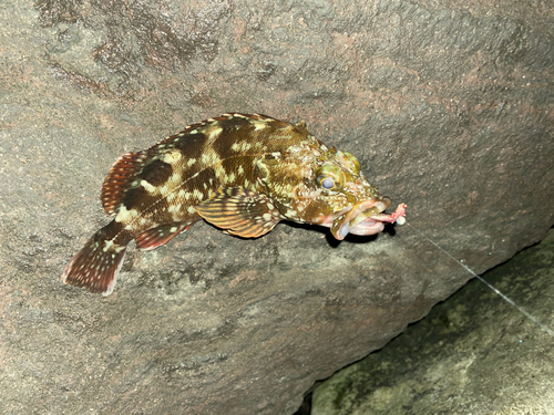 カサゴの釣果