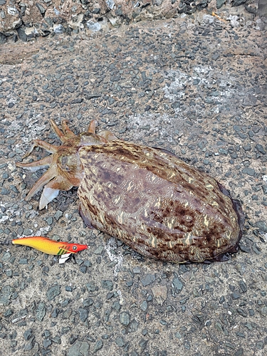 コウイカの釣果