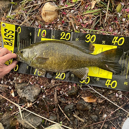 スモールマウスバスの釣果