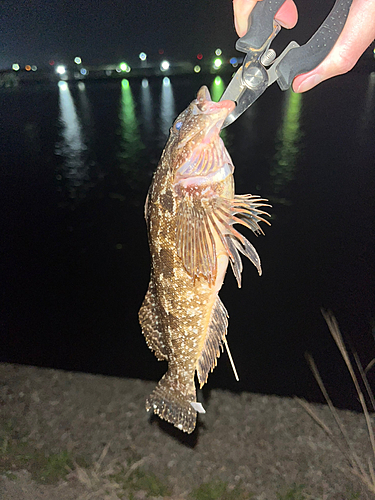 アイナメの釣果