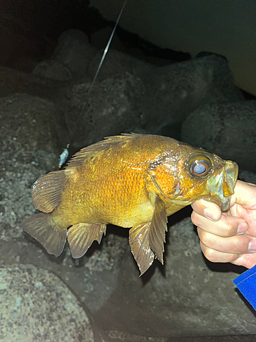 メバルの釣果