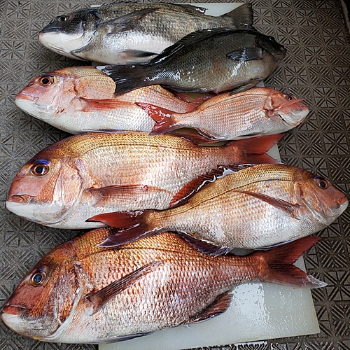 マダイの釣果