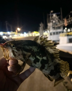 ベッコウゾイの釣果