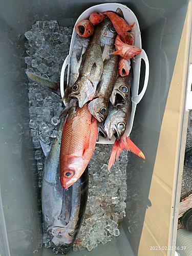 ビンチョウマグロの釣果