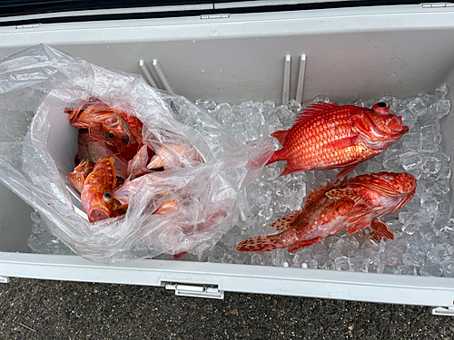 イズカサゴの釣果