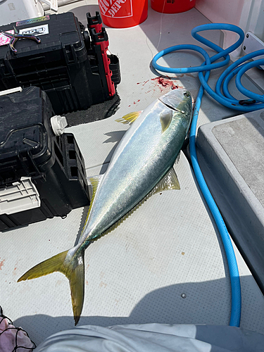 ブリの釣果